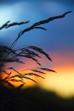 Parlak bir gün batımına karşı ön planda çim