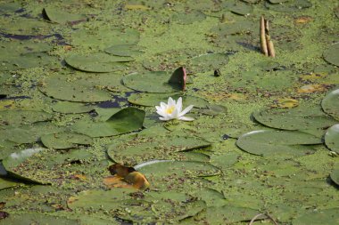 Beyaz nilüferler yeşil bir gölde.