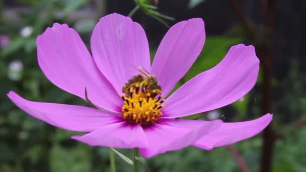 Uma Abelha Recolhe Néctar Uma Flor — Vídeo de Stock