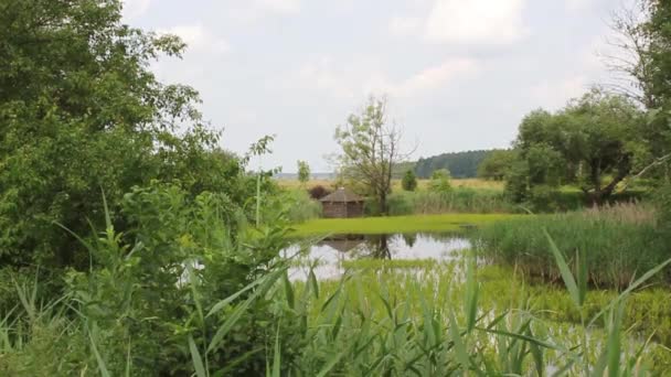 池塘和绿色植被景观 — 图库视频影像