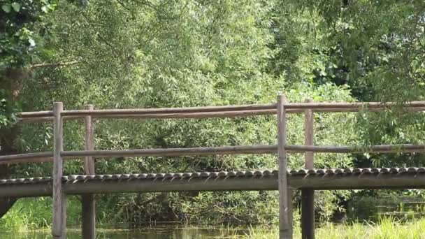 Dřevěný Most Přes Rybník — Stock video