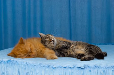 Yatakta uyuyan iki sevimli kedi.