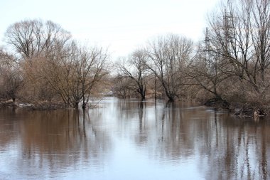 Suda ayakta ağaçlar ile peyzaj
