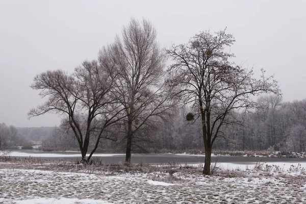 Winter Landscape Trees Background Nature — Stock Photo, Image