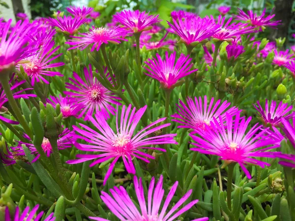 Närbild Lila Blommor — Stockfoto