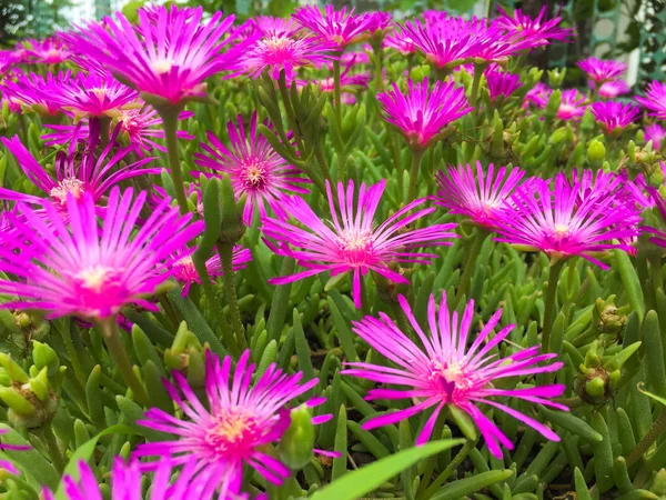 Крупним Планом Фіолетові Квіти — стокове фото