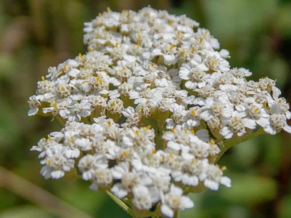 Een Close Shot Van Een Schipper Butterfly Het Blad — Stockfoto