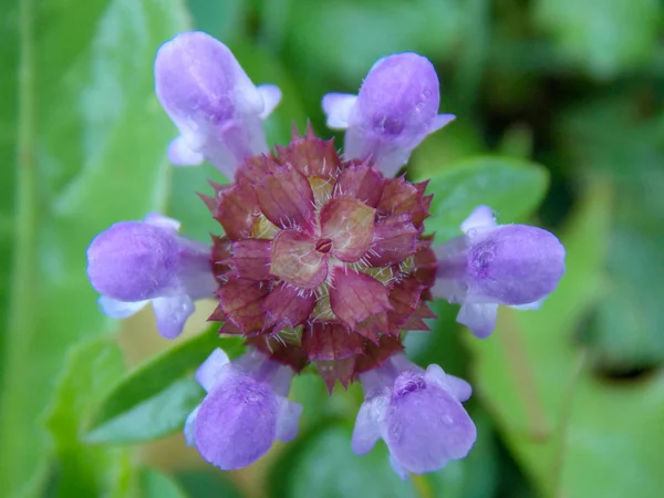 Een Close Shot Van Een Lysimachia Flower Head — Stockfoto