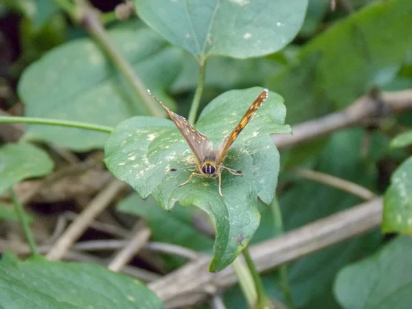 Een Close Shot Van Een Schipper Butterfly Het Blad — Stockfoto