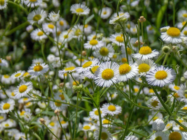 Fält Oxeye Prästkragar Sommardagen — Stockfoto