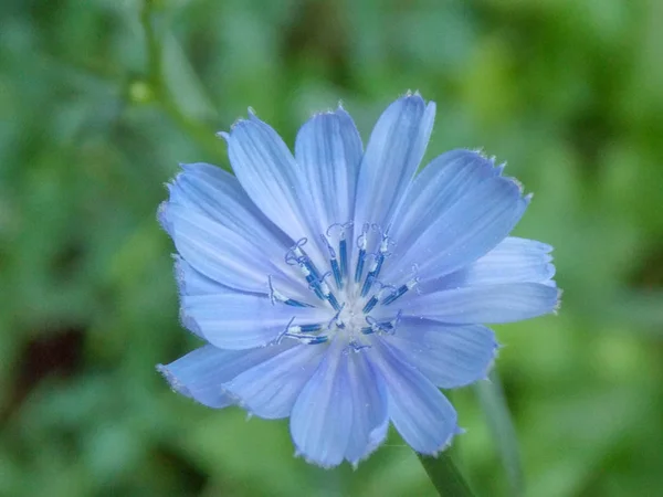 Primer Plano Una Flor Achicoria Salvaje — Foto de Stock