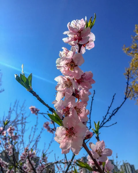 Strzał Kwitnącej Wiśniowego Drzewa Wiosnę — Zdjęcie stockowe