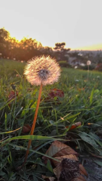 Boule Boule Pissenlit Simple Dans Herbe Pendant Coucher Soleil — Photo