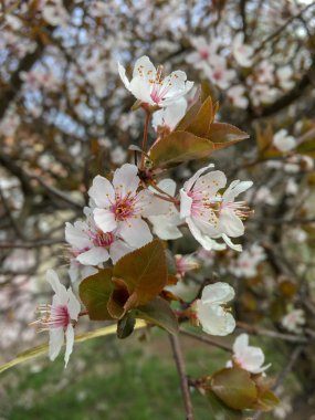 İlkbaharda çiçek açan kiraz ağacı. 