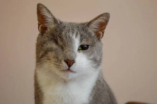 Portret Jednooki Szary Kot — Zdjęcie stockowe