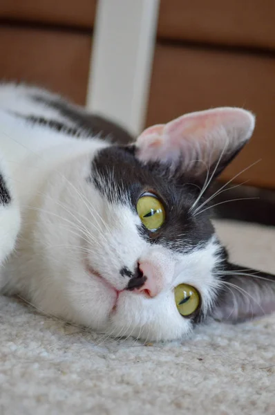 Gato Preto Branco Com Olhos Amarelos — Fotografia de Stock