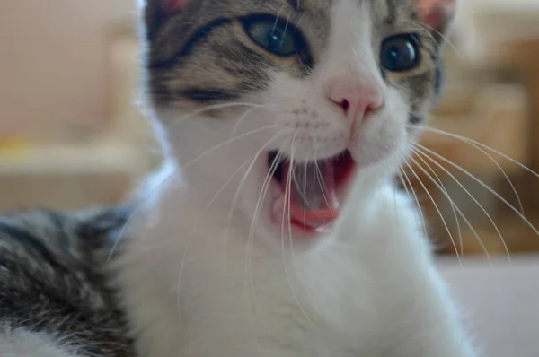 Capturar Bocejo Gatinho — Fotografia de Stock