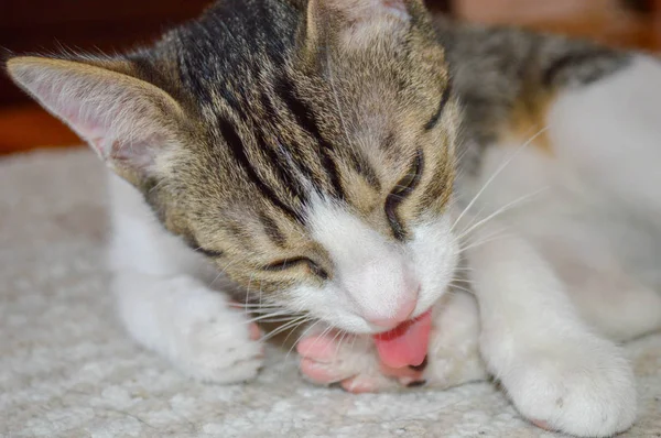 Capturando Aliciamento Gatinho — Fotografia de Stock