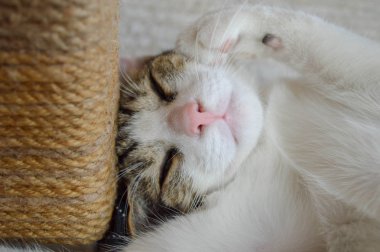 Uyuyan bir kediyavrusunun yakın çekim fotoğrafı.