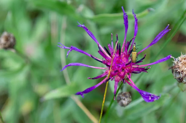 Primer Plano Pequeño Insecto Una Flor Beebalms Púrpura — Foto de Stock