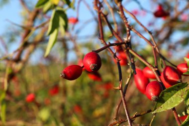 Mavi arka planda olgunlaşmış yaban gülü