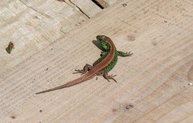 Lacerta agilis tahtada.