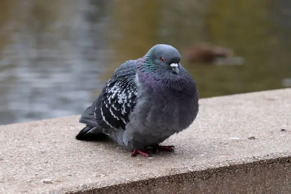 鳩は座っている — ストック写真