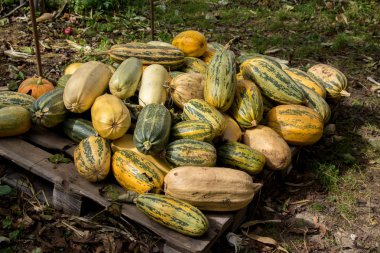 Büyük bir yığın içinde kavun kırpma yatıyor