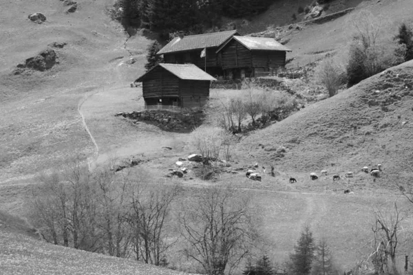Vecchie Stalle Legno Prati Alberiu Surselva Val Medel Grigioni Svizzera — Photo