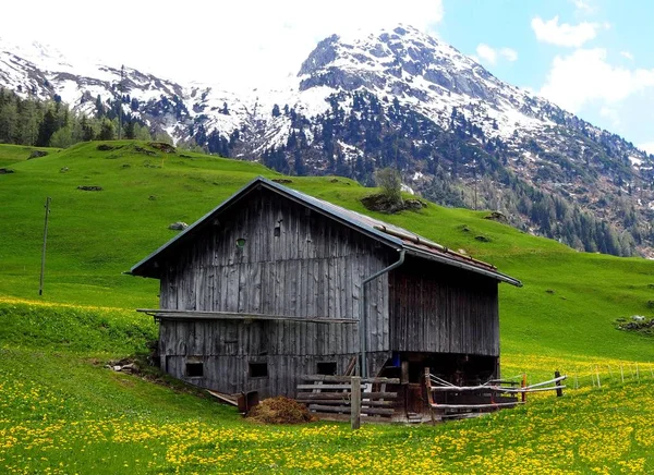 Vecchia Stalla Legno Fra Fiori Natura Nella Valle Medel Curaglia —  Fotos de Stock