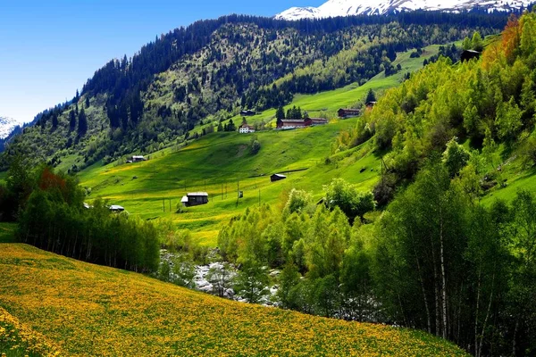 Paesaggio Alpino Fiori Natura Valle Medel Curaglia Grigioni Alpi Svizzere — Foto de Stock