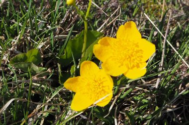 Botton d'oro, Fiori di montagna 