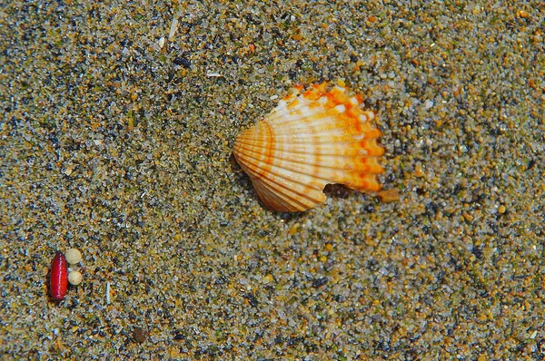 Shell Nedsänkt Sanden Havet Stranden — Stockfoto