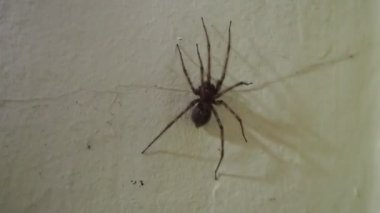 Lycosidae - Duvarda Kurt örümcek