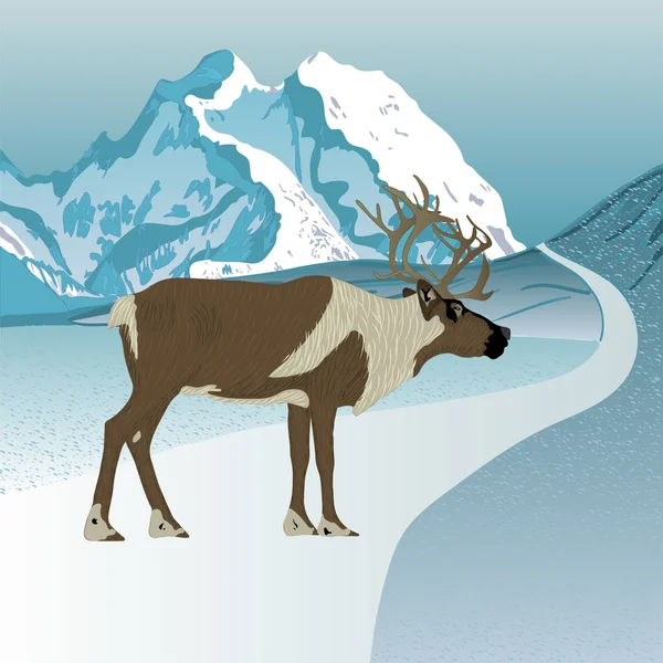 Des rennes sauvages. Carcajou . — Image vectorielle