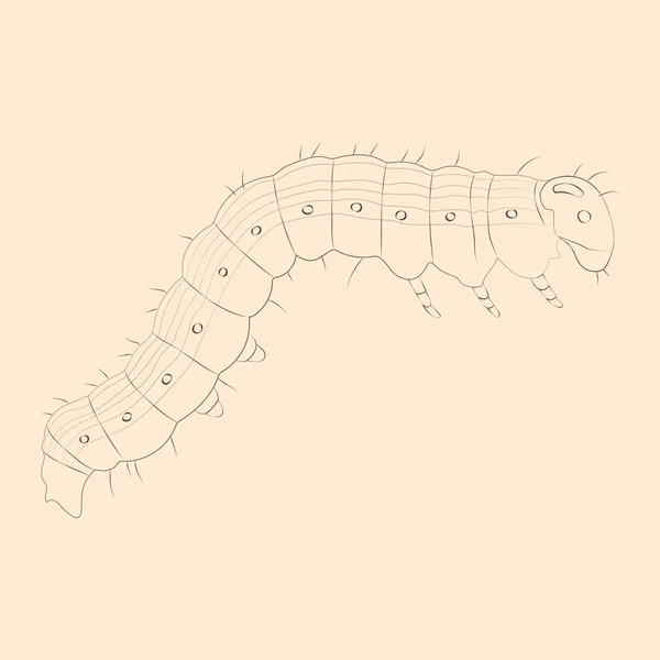 Illustrazione della falena della cera. Schizzo isolato disegnato a mano . — Vettoriale Stock