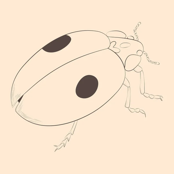 Marienkäfer-Illustration. Handgezeichnete isolierte Skizze. — Stockvektor