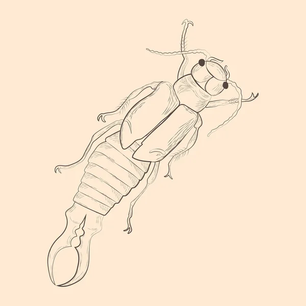 Ohrwurmillustration. Handgezeichnete isolierte Skizze. — Stockvektor