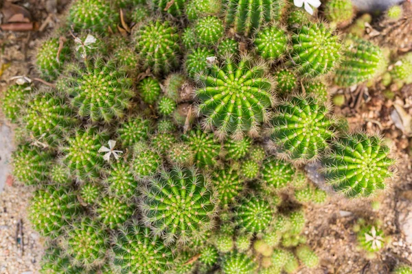 Focus selettivo primo piano vista dall'alto colpo su Golden barrel cactus Echinocactus grusonii cluster. specie ben note di cactus, endemiche del Messico centro-orientale ampiamente coltivate come pianta ornamentale . — Foto Stock