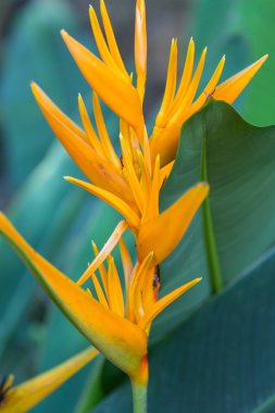 egzotik çiçek, tropikal bitki örtüsü doğa koyu yeşil renkli, vintage sesi