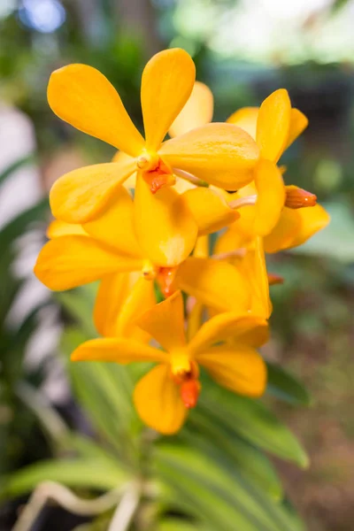Orchideenblüte im Garten am Winter- oder Frühlingstag für Postkartenschönheit und landwirtschaftliches Ideendesign. Phalaenopsis-Orchidee. — Stockfoto