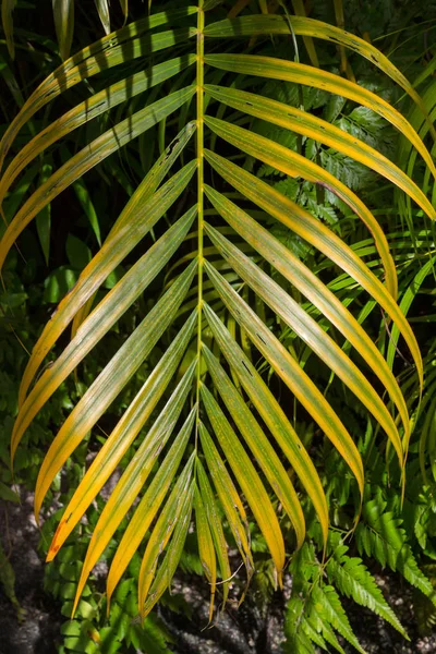 Tropical jungle background of layers of green palm fronds