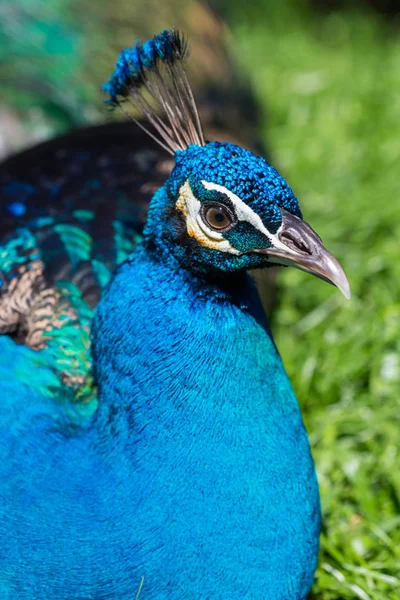 Tavuskuşu - açık kuyruklu Peacock, büyük metalik renklerde erkek tavus kuşunun güzel bir temsilcisi — Stok fotoğraf