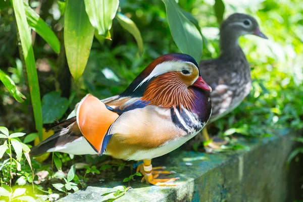 Mandarin Duck. Mandarin Duck is one of the most beautiful birds of our planet.. Of course, we are talking about Drake. Duck, too, is graceful and graceful, but painted demureness.