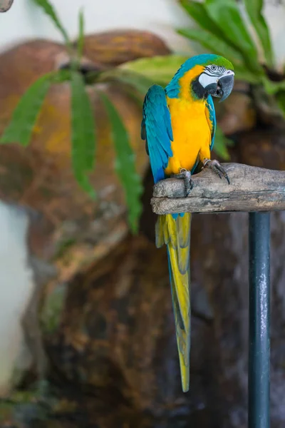 Le perroquet de cour, perroquet coloré, beaux perroquets, conure de soleil — Photo