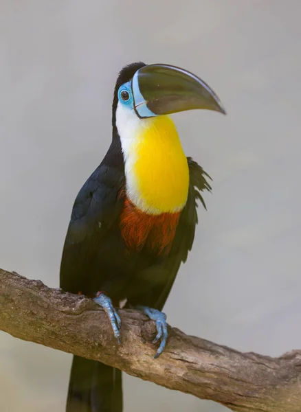 Köl-billed Toucan, Ramphastos sulfuratus, fågel med stor näbb. Toucan sitter på grenen i skogen, grön vegetation, Nicaragua. Natur resor i Centralamerika. — Stockfoto