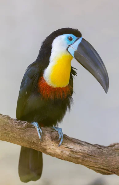 龙骨计费巨嘴鸟, Ramphastos sulfuratus, 鸟大比尔。巨嘴鸟坐在森林的树枝上, 绿色的植被, 尼加拉瓜。中美洲自然旅游. — 图库照片