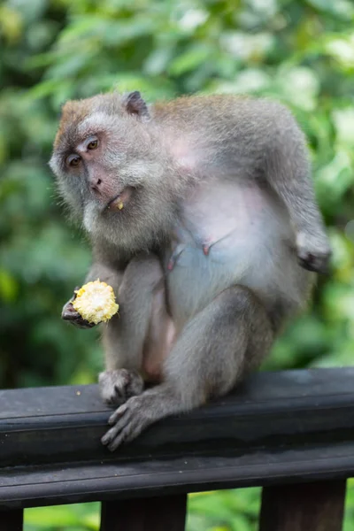 Macaco na árvore, árvore de escalada de macaco — Fotografia de Stock