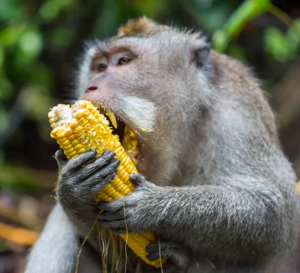 Macaco na árvore, árvore de escalada de macaco — Fotografia de Stock