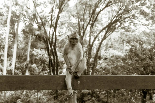 猴子爬树上，猴子爬树上 — 图库照片